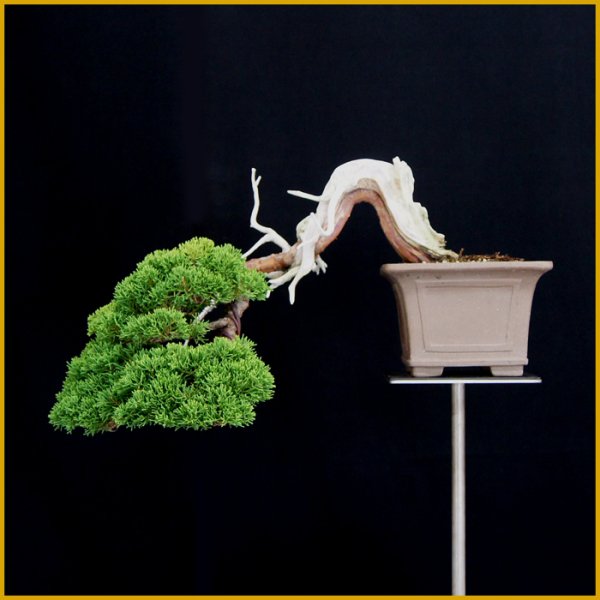 画像1: 真柏（樹高２７ｃｍ） (1)