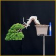 画像3: 真柏（樹高２７ｃｍ） (3)