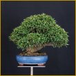 画像1: 縮緬葛（樹高２２cm） (1)