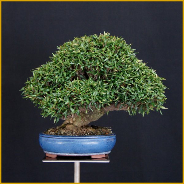 画像1: 縮緬葛（樹高２２cm） (1)