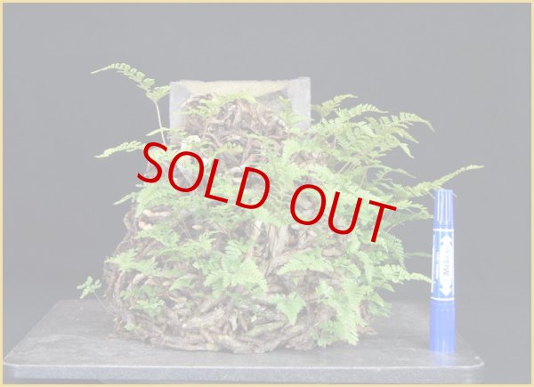 画像2: トキワシノブ（古瓦付） (2)