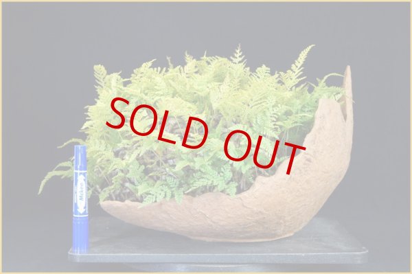 画像2: トキワシノブ（削げ石風鉢） (2)