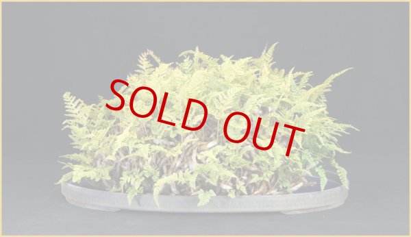 画像3: トキワシノブ（削げ石風鉢） (3)