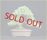 真柏（文人風斜幹）・特価品！！ - 米谷大蓉園