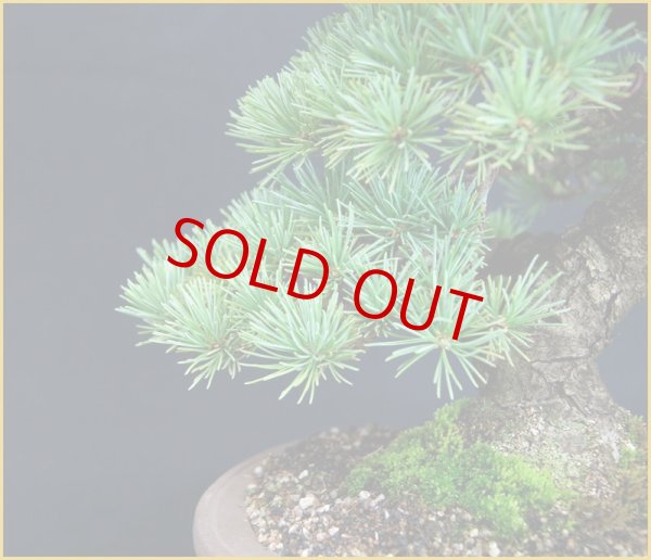 画像2: 那須五葉松（ヤフオク！終了！！） (2)