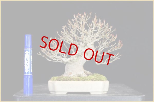 画像2: 楓（小品・樹高１６ｃｍ） ・ ヤフオク！終了。 (2)