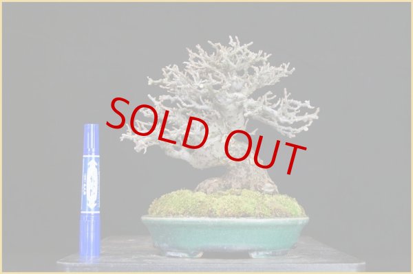 画像2: 寒ぐみ（小品・樹高１８cm） ・ ヤフオク！終了。 (2)