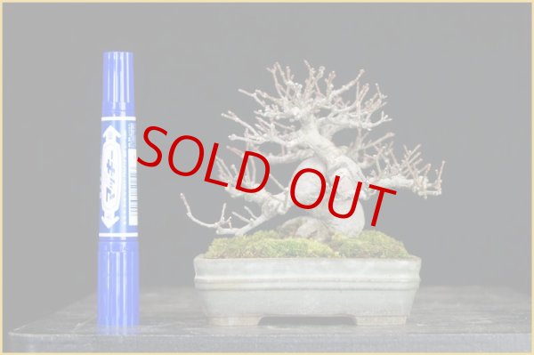 画像2: コマユミ（樹高１０ｃｍ）・ヤフオク！終了。 (2)