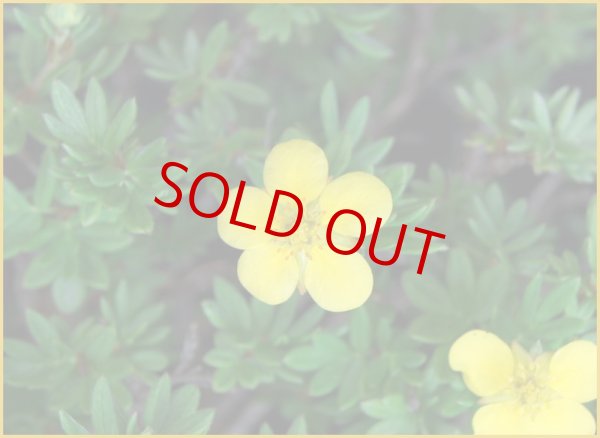 画像2: 金露梅（樹高 ２０ｃｍ）　ヤフオク！ 終了。 (2)