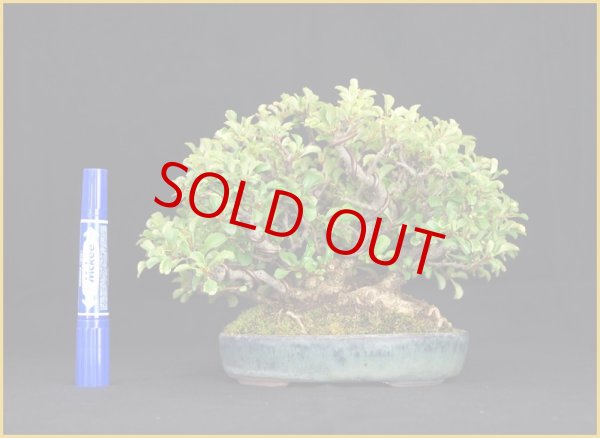 画像2: 長寿梅（樹高 １５ｃｍ）　ヤフオク！終了。 (2)